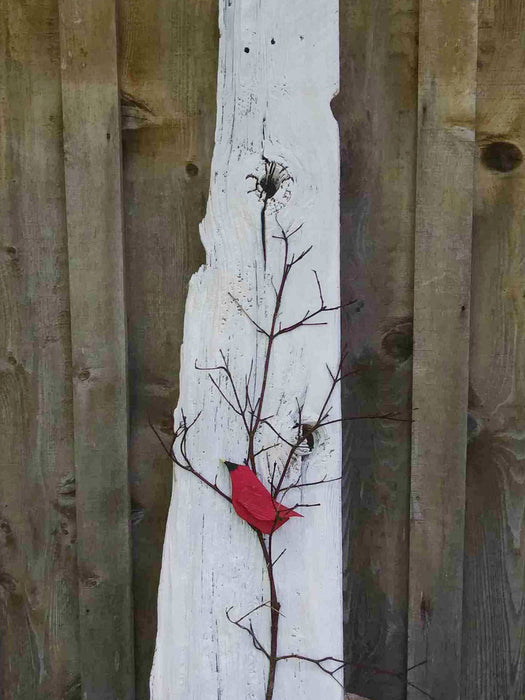 Cardinal collection C12118